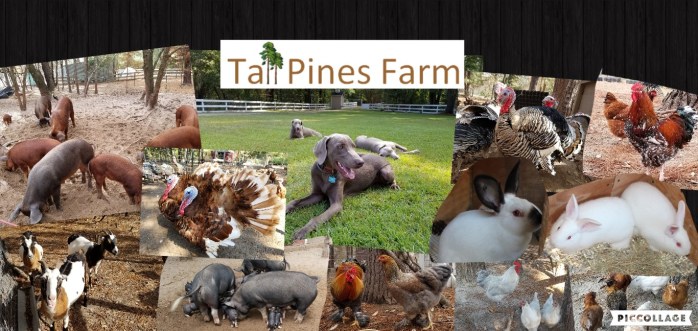 Collage 2017-12-26 15_45_50